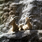 Picture of barbary sheep family