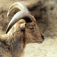 Picture of barbary sheep portrait