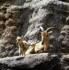 Picture of barbary sheep with 2 lambs