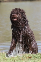 Picture of Barbet getting out of water