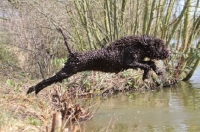 Picture of Barbet jumping into water