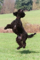 Picture of Barbet jumping up