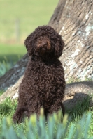 Picture of Barbet near tree