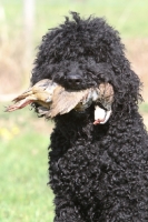 Picture of Barbet retrieving bird