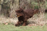 Picture of Barbet retrieving bird