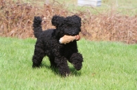 Picture of Barbet retrieving