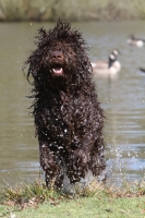 Picture of Barbet running out of water