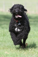 Picture of Barbet, running