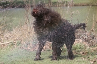 Picture of Barbet shaking dry