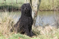 Picture of Barbet sitting down
