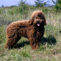 Picture of barbet standing in grass