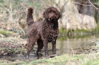 Picture of Barbet standing in water