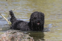 Picture of Barbet swimming