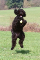 Picture of Barbet trying to catch ball