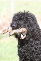 Picture of barbet with bird