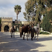 Picture of barbs and moroccan arab at temara, morocco