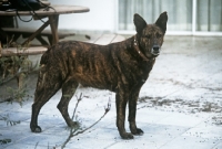 Picture of bardino dog in lanzarote