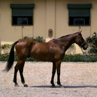 Picture of bargello, salerno stallion in italy