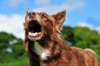 Picture of barking Border Collie