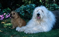 Picture of barkybybrook con una coda for tailormade (jezebel), tjeps red lord kenton of cracknor (norfolk terrier)norfolk terrier sitting and old english sheepdog lying on grass