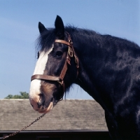 Picture of barley, shire horse at courage shire horse centre