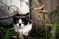 Picture of Barn kitten hiding in shrubs