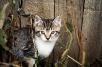 Picture of Barn kitten hiding in shrubs