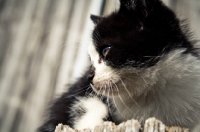 Picture of barn kitten on top of post