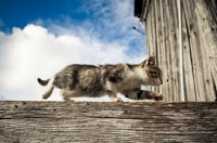 Picture of barn kitten walking along fence