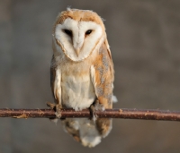 Picture of Barn Owl