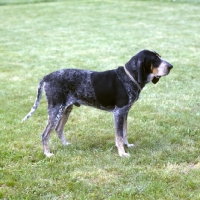 Picture of baron du grand veilly, petit bleu de gascoigne, small blue gascony hound