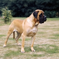 Picture of baron winston of buckhall, mastiff standing on grass