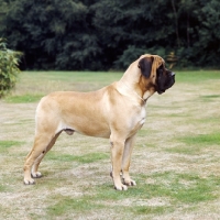 Picture of baron winston of buckhall, mastiff standing on grass