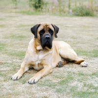 Picture of Baron winston of buckhall, mastiff lying on grass