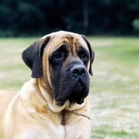 Picture of baron winston of buckhall, mastiff head portrait