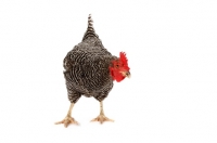 Picture of Barred Rock Hen on white background