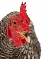 Picture of Barred Rock hen