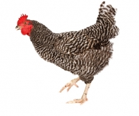 Picture of Barred Rock Hen
