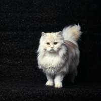 Picture of barrose honey bear, shaded cameo cat in sharp light