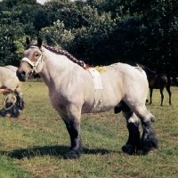 Picture of Bart van Wyngaarden, Dutch Draught Horse, full body 
