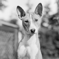 Picture of basenji, ch sir oracle of horsley 