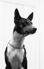 Picture of basenji from horsley kennel