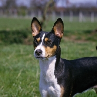 Picture of basenji head portrait