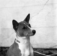 Picture of basenji head portrait