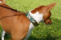 Picture of basenji on lead