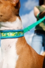 Picture of Basenji on lead