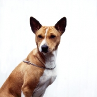 Picture of basenji on white background