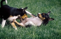 Picture of Basenji play fighting, submissive behaviour