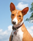 Picture of Basenji Portrait