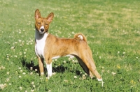 Picture of Basenji, side view on grass